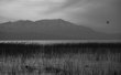 Canards sur le lac - Turquie